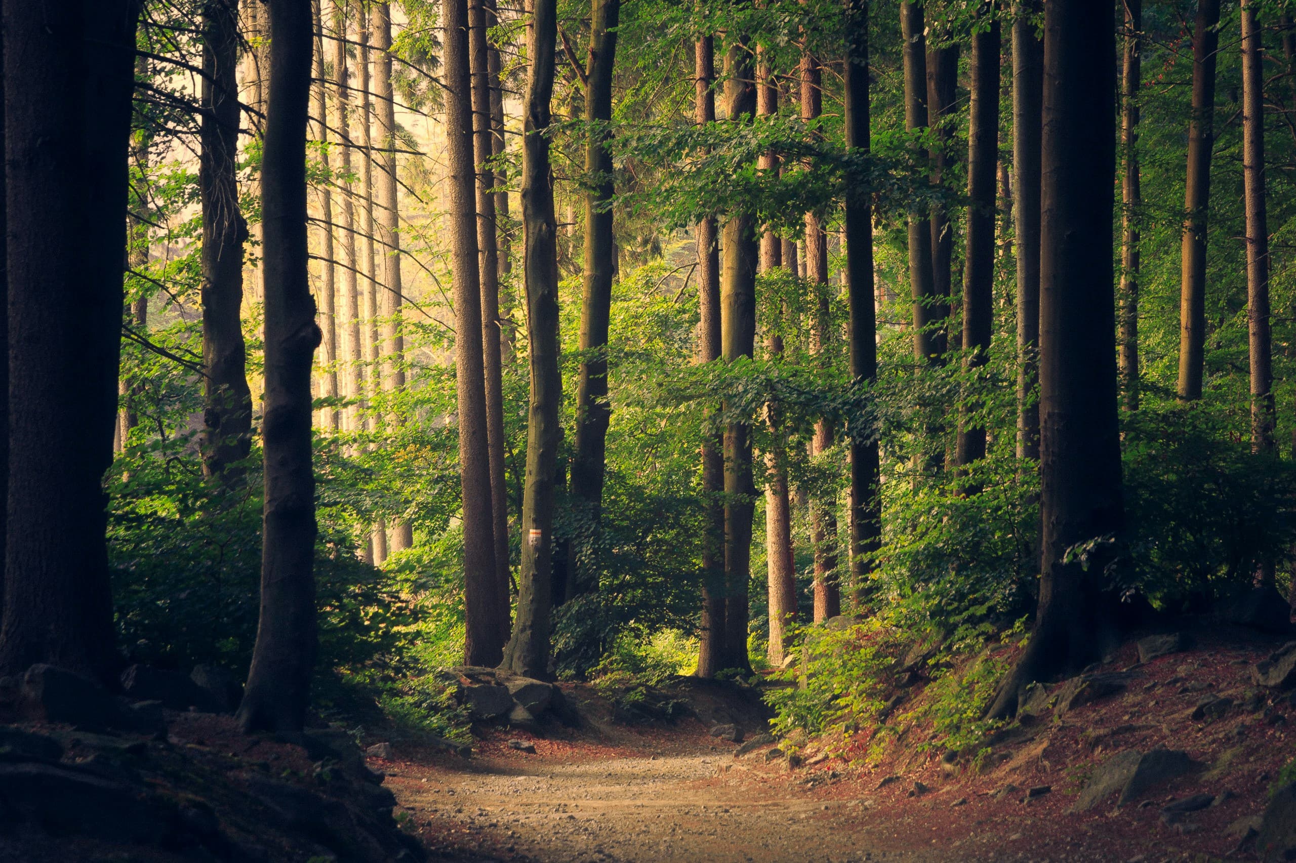 Bhimashankar Jungle Trek